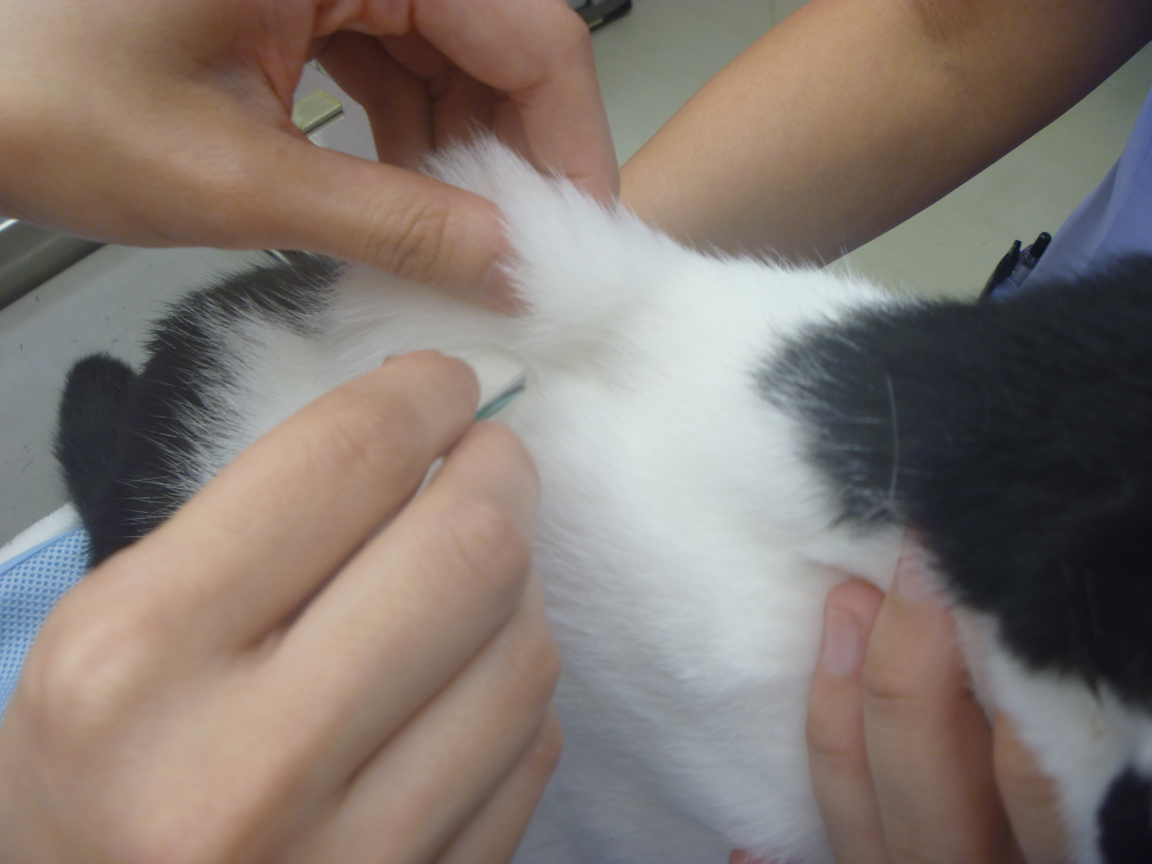 自宅で行う皮下点滴のやり方 千葉県船橋市宮本のくわじま動物病院です 犬 猫 フェレット ハムスターを専門で診察しており ます