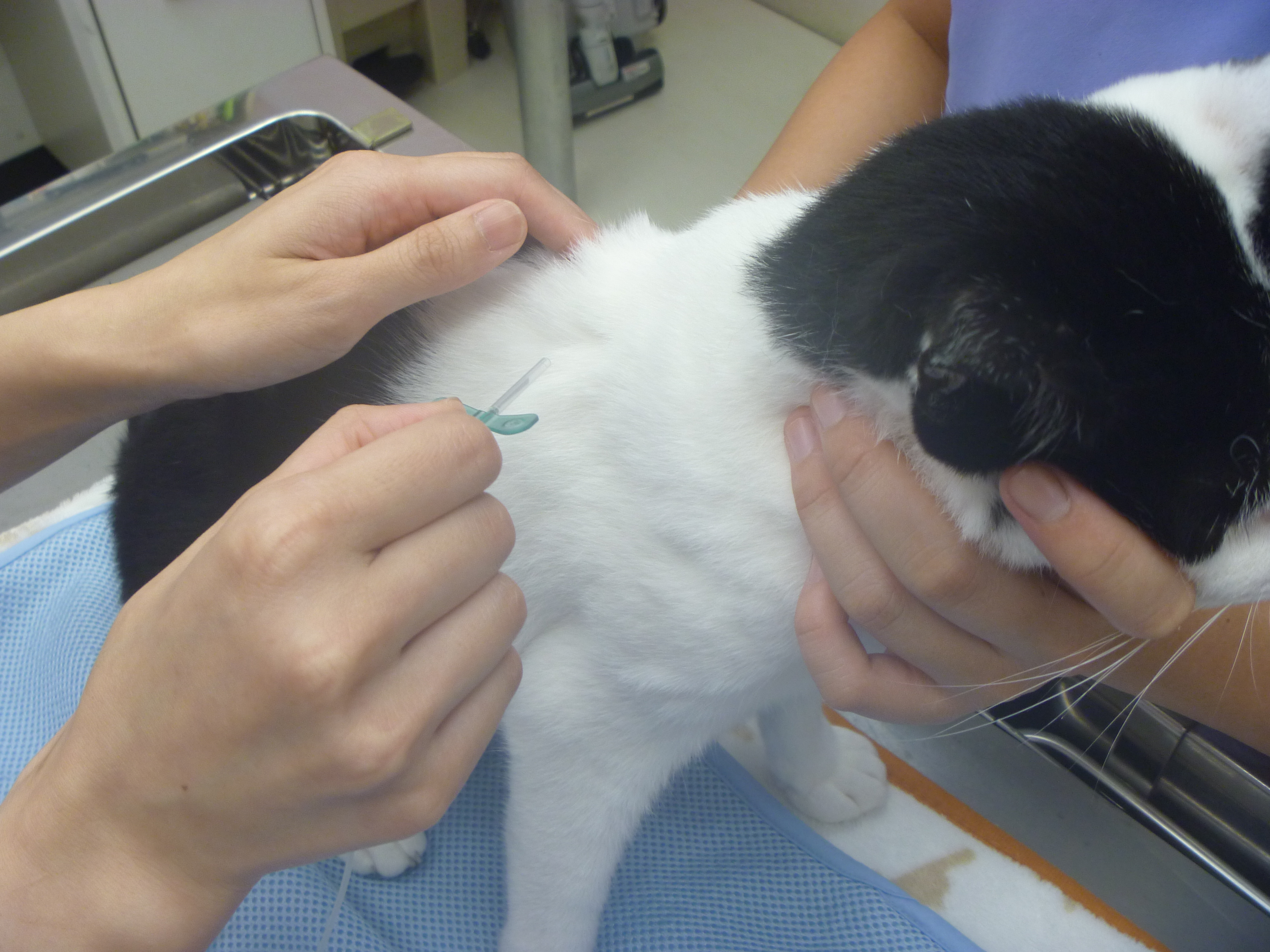 自宅で行う皮下点滴のやり方 千葉県船橋市宮本のくわじま動物病院です 犬 猫 フェレット ハムスターを専門で診察しており ます